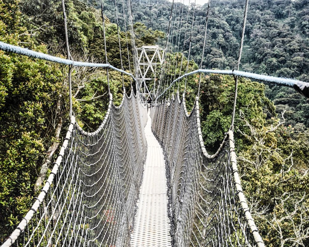 A suspended canopy walkway above dense rainforest
