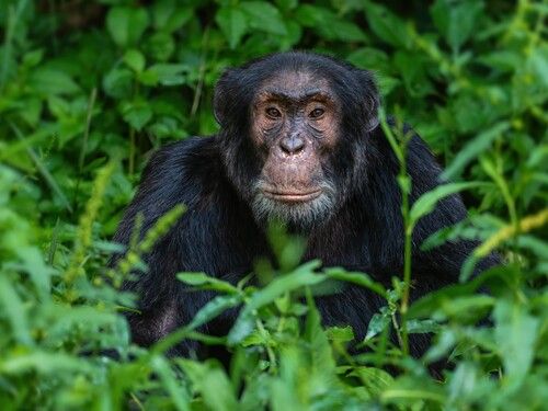 A chimpanzee looking out from green foliage