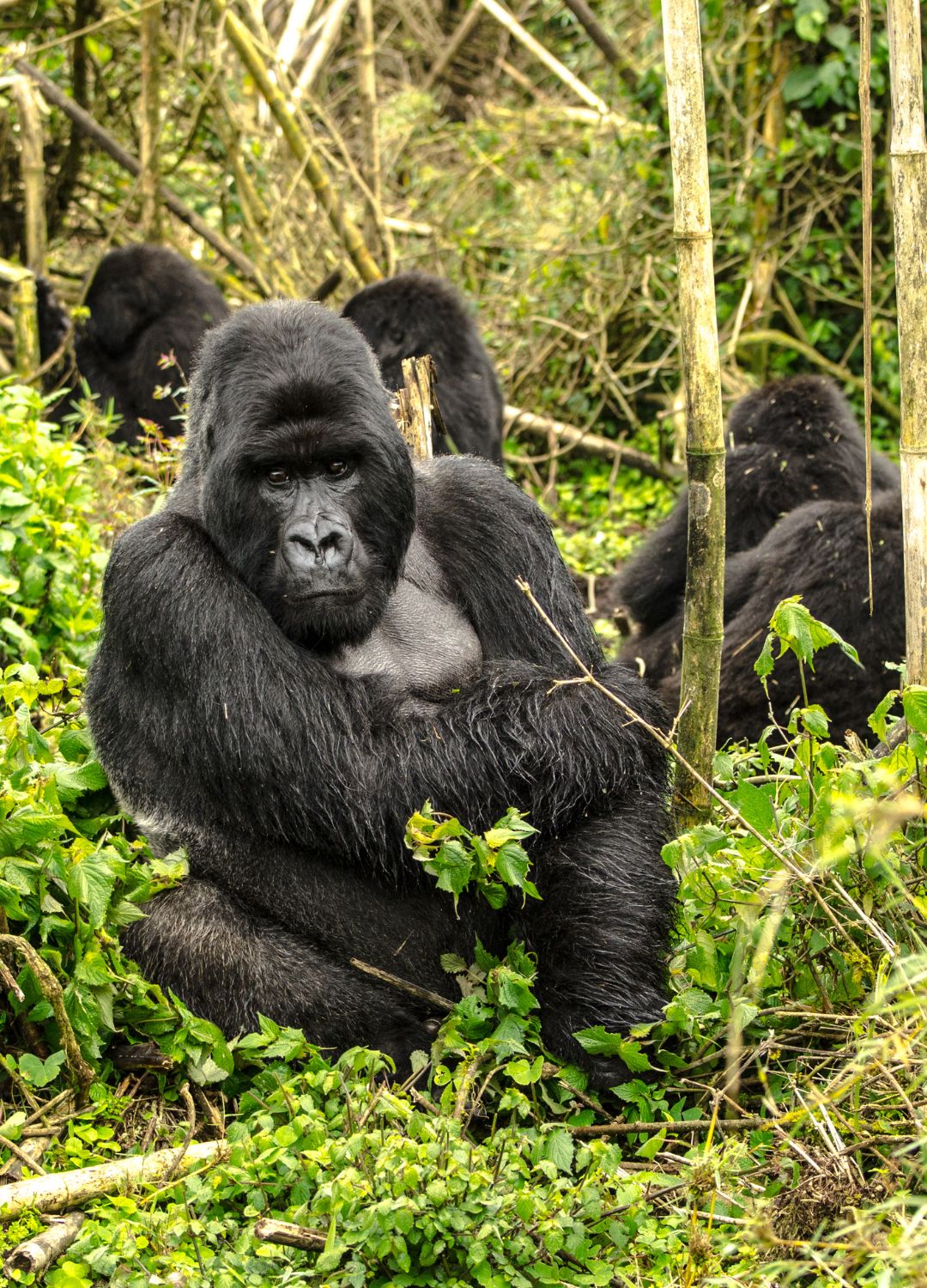 A mountain gorilla sitting in bamboo with other members of its family behind
