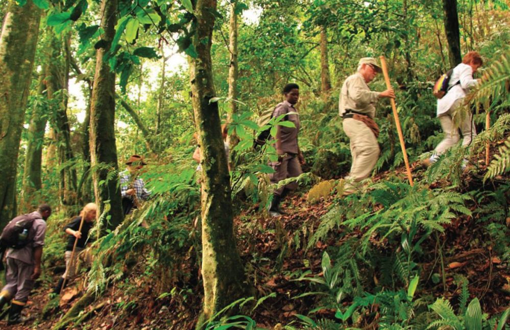 A line of trekkers with walking sticks climbing through tall forest