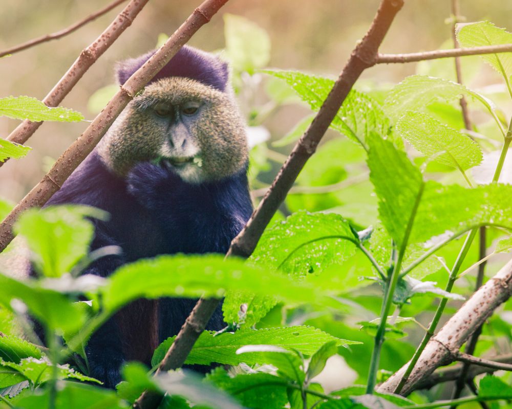 A golden monkey among bamboo leaves