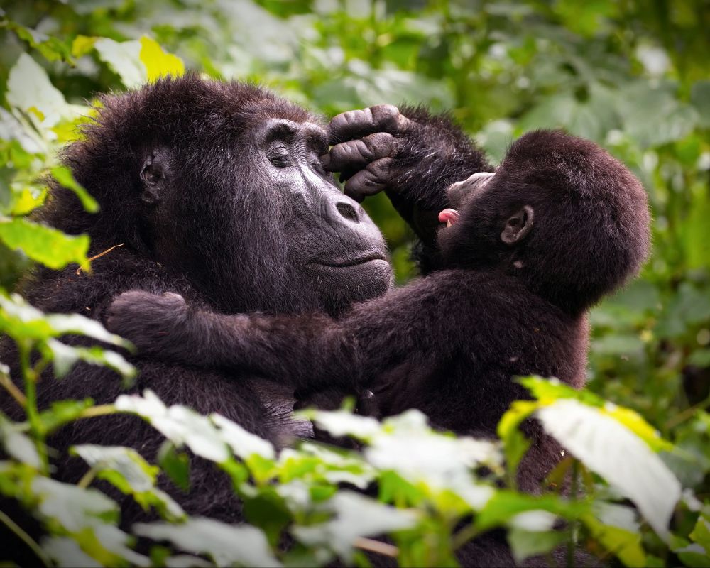 A mountain gorilla mother holding her infant close in dense forest