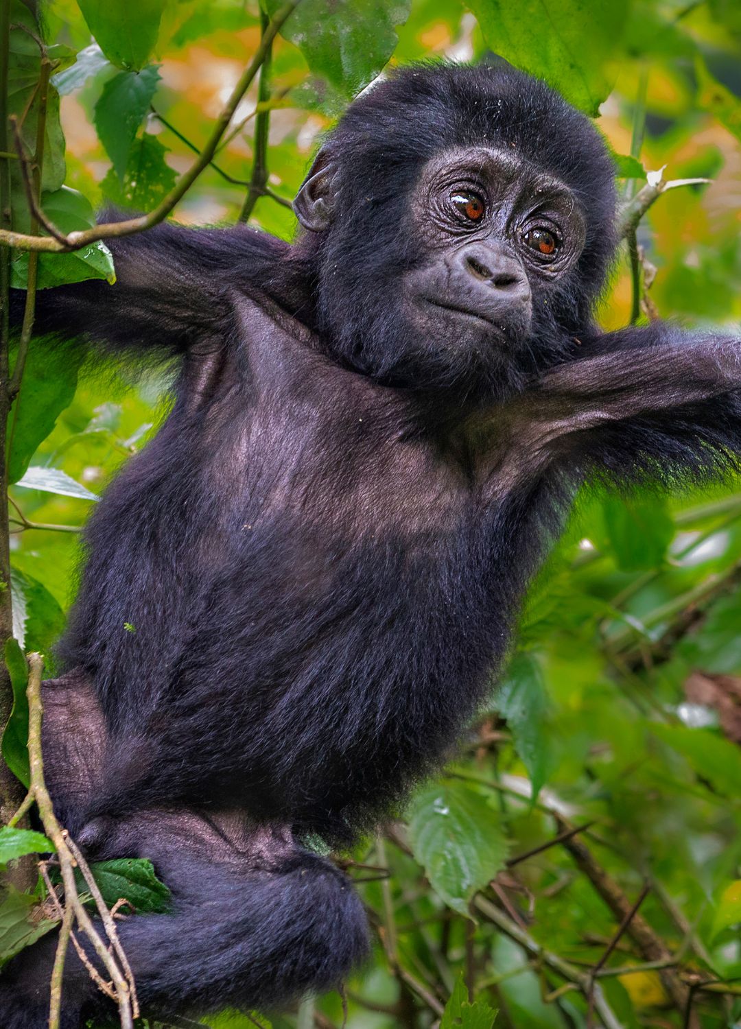 A young gorilla hanging from branches with arms outstretched
