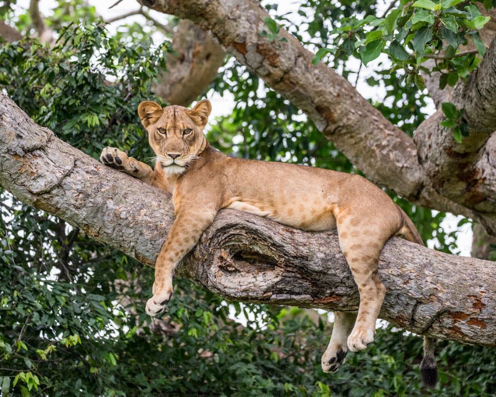A lioness lying along the branch of a tree
