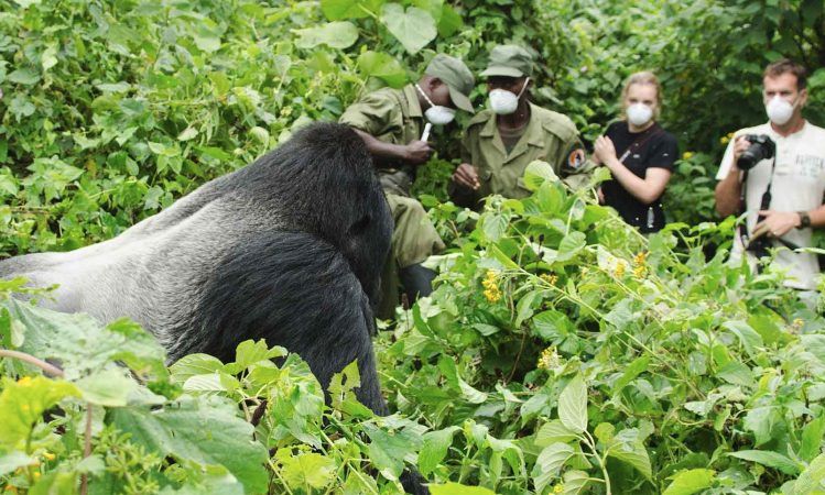 A silverback in the foreground with masked trekkers and a ranger behind