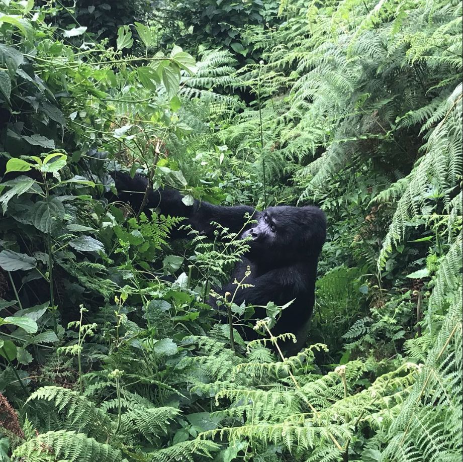 A gorilla half-hidden in thick ferns and forest