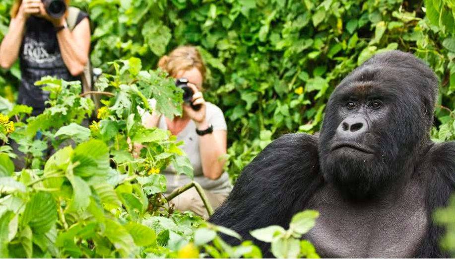 Trekkers photographing a mountain gorilla a few metres away in thick vegetation