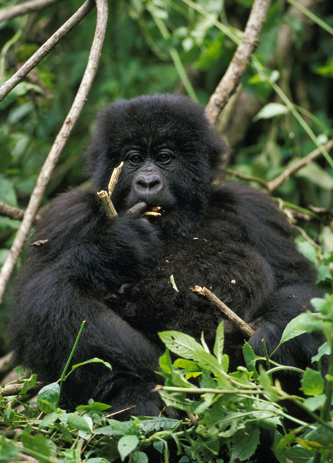 A young mountain gorilla chewing on a stem in the undergrowth
