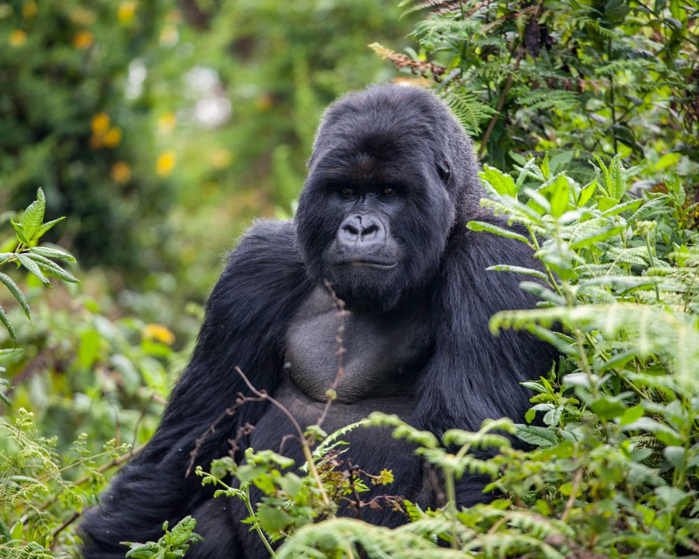 A mountain gorilla sitting upright in dense green forest