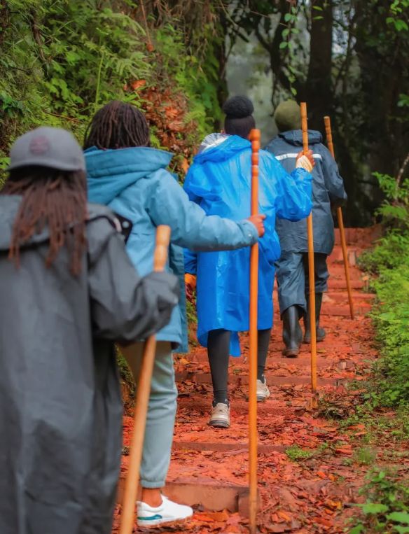 Trekkers in rain jackets walking in single file up a forest path